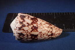 Image of Conus araneosus nicobaricus Hwass ex Bruguière 1792