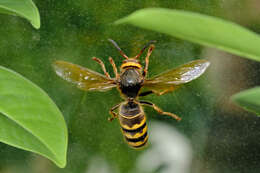 Image of Vespa crabro altaica Perkins 1910