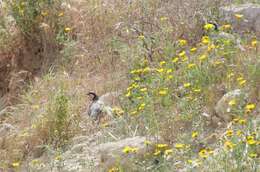 Image of Alectoris chukar cypriotes Hartert 1917