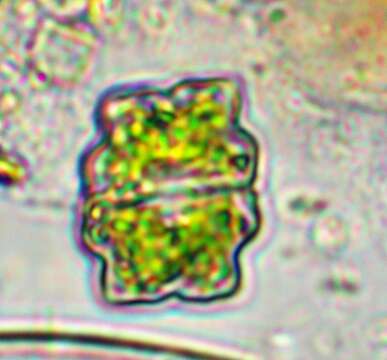 Image of Euastrum binale