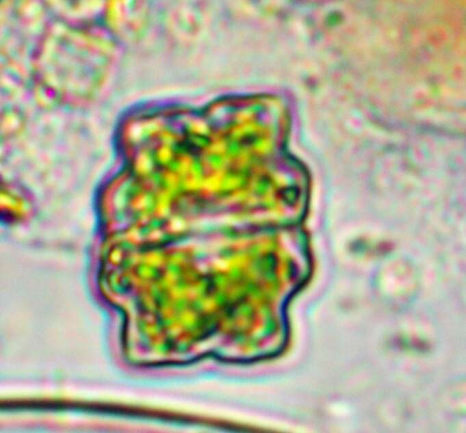 Image of Euastrum binale
