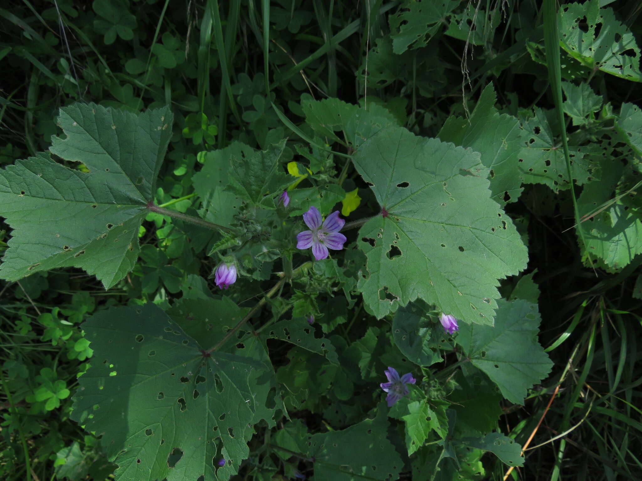 Imagem de Malva multiflora (Cav.) Soldano & Banfi