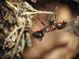 Image of Papyrius nitidus (Mayr 1862)