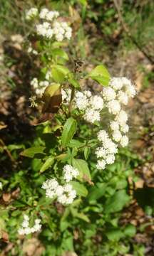 Image of Santa Rita snakeroot