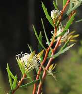 Image of Hakea linearis R. Br.