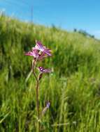 Image of prairie woodland-star