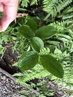 Image of Smilax discotis Warb.