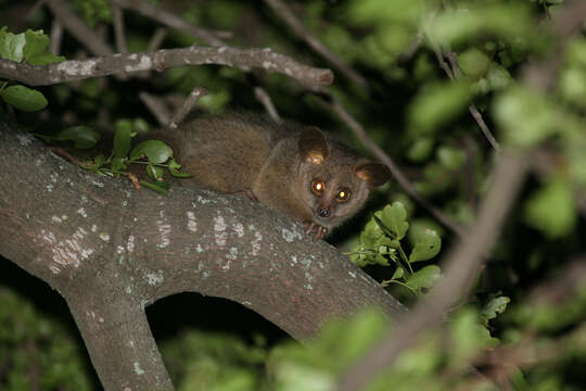 Image of Brown Greater Galago