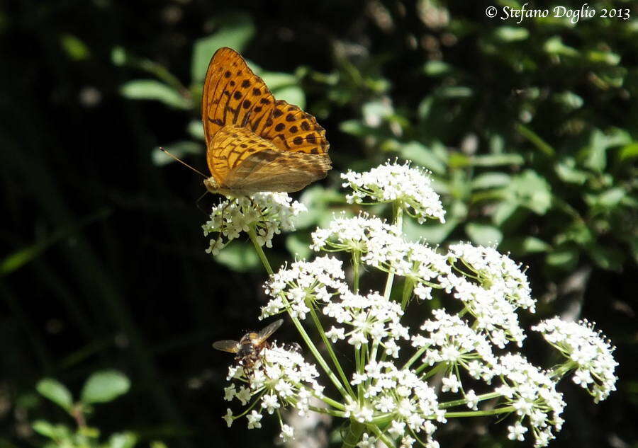 Imagem de Argynnis paphia Linnaeus 1758