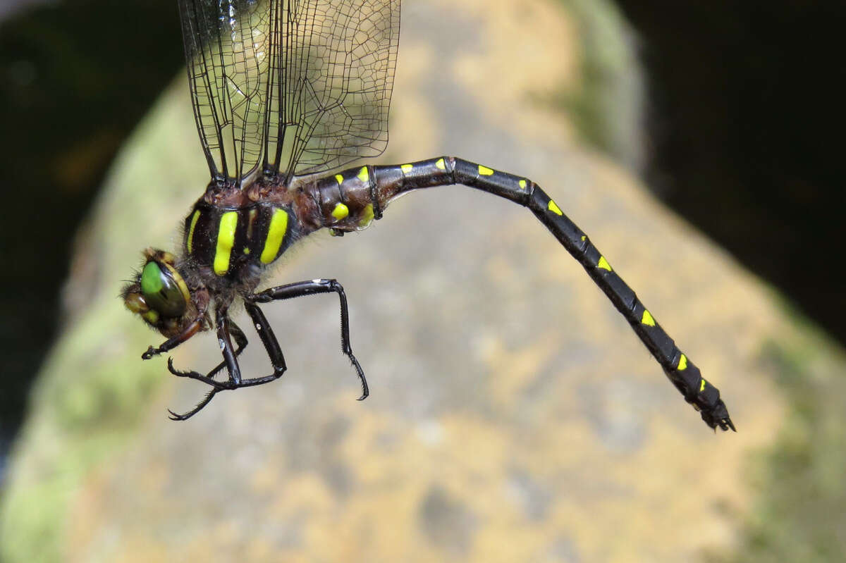 Imagem de Cordulegaster maculata Selys 1854