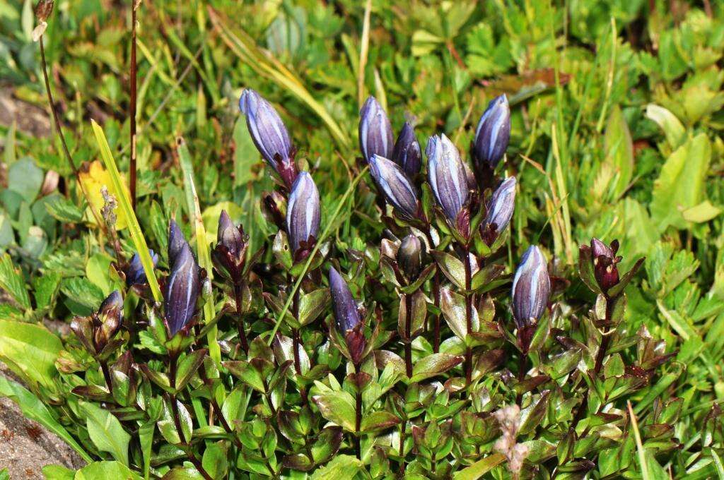 Image of Bog Gentian