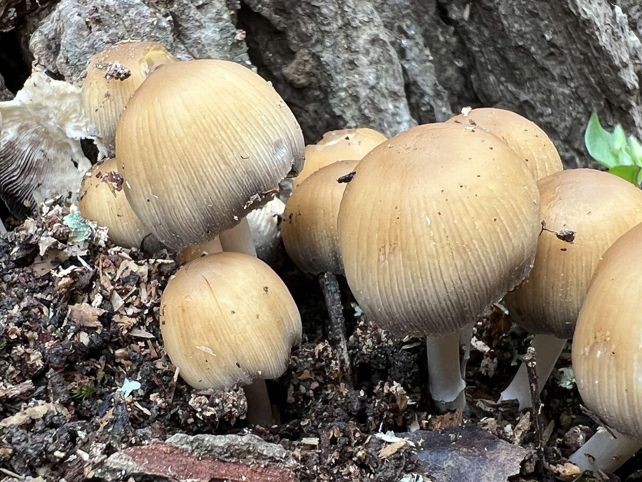 Image of Coprinellus truncorum (Scop.) Redhead, Vilgalys & Moncalvo 2001