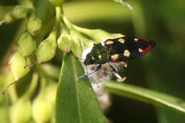 Imagem de Castiarina producta (Saunders 1868)