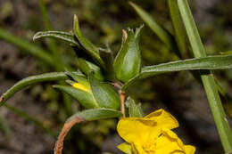 Image of Hibbertia vaginata (Benth.) F. Müll.