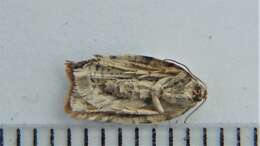 Image of Acleris braunana McDunnough 1934