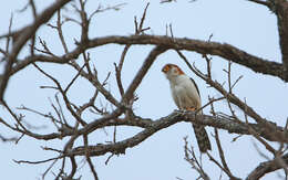 Image of Fielden's Falconet