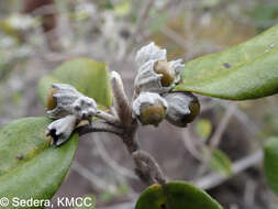 Image of Vitex betsiliensis Humbert