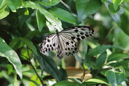 Image of Ideopsis gaura perakana Fruhstorfer 1898