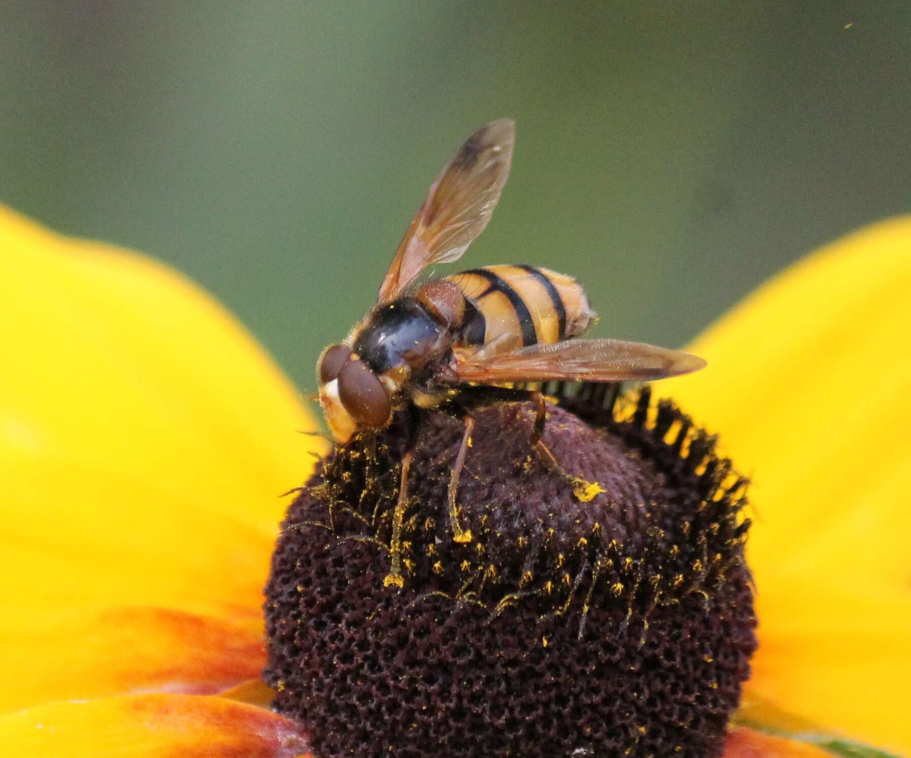 Image of lesser hornet hoverfly