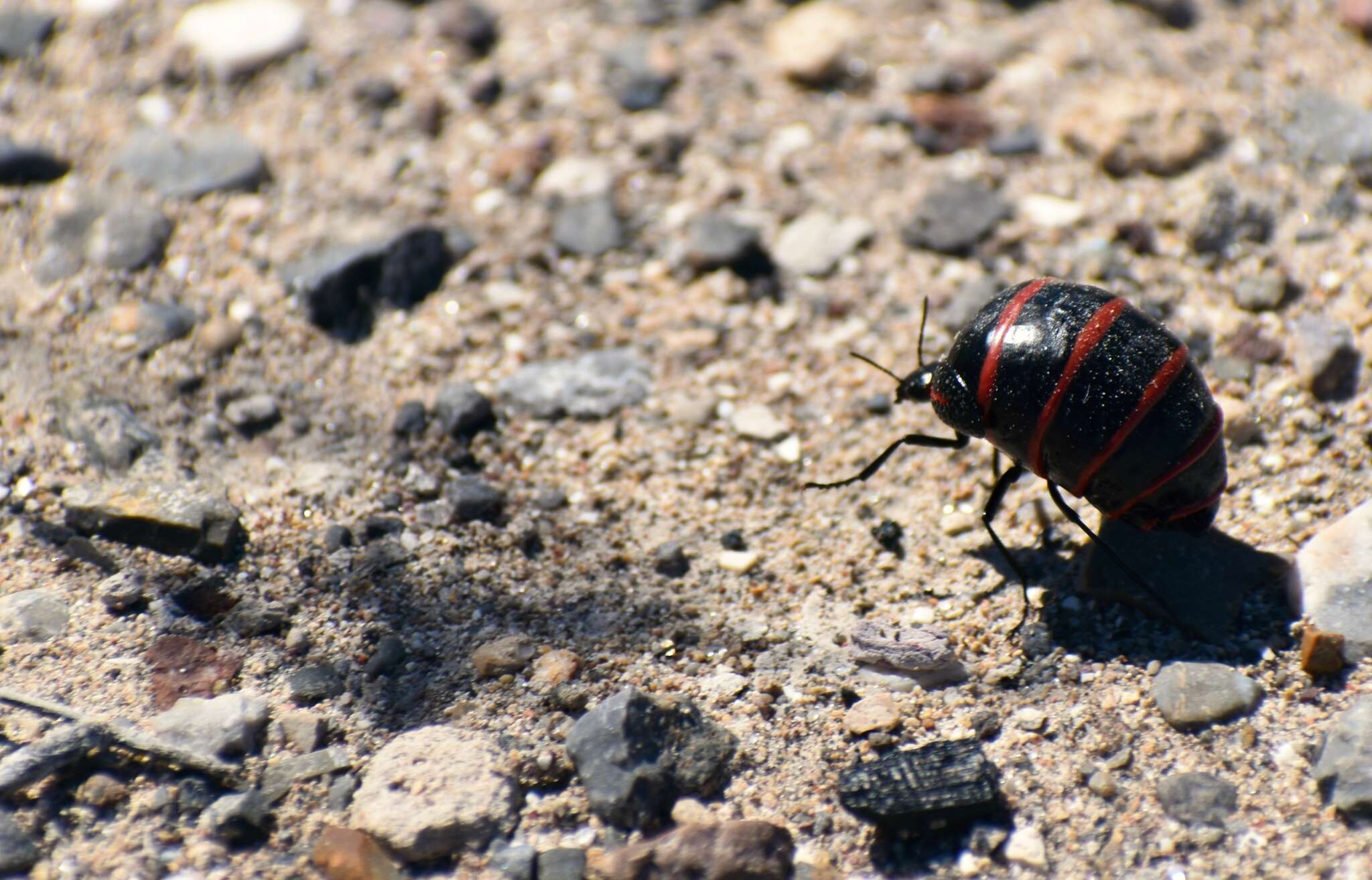 Image of Megetra punctata Selander 1965