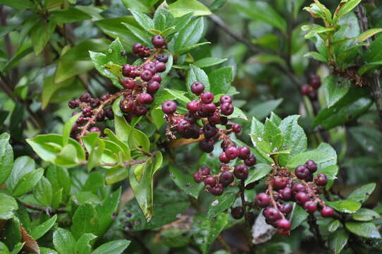 Image of Gaultheria insana (Molina) D. J. Middleton