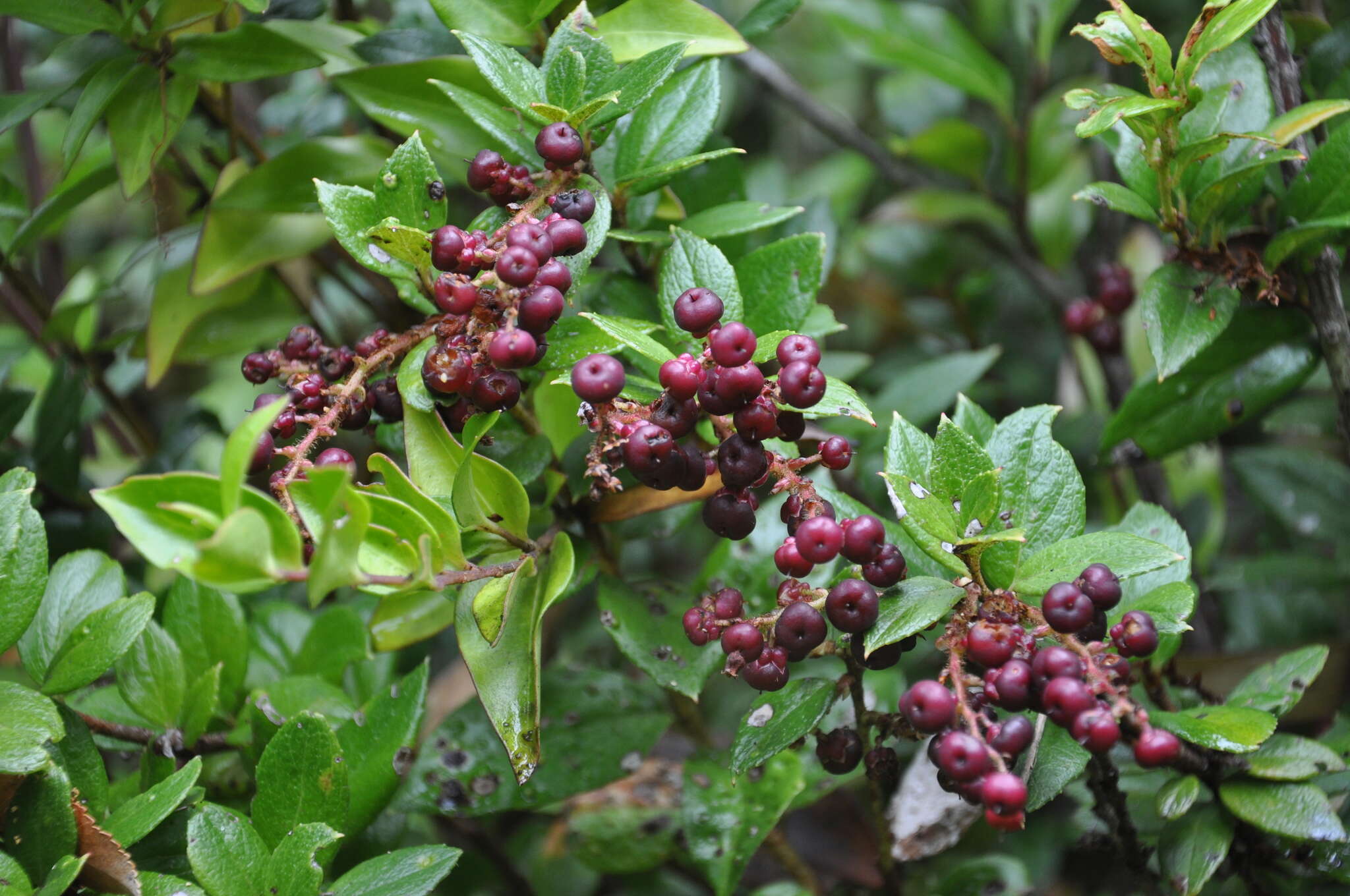 Plancia ëd Gaultheria insana (Molina) D. J. Middleton