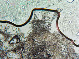 Image of Peronospora alsinearum