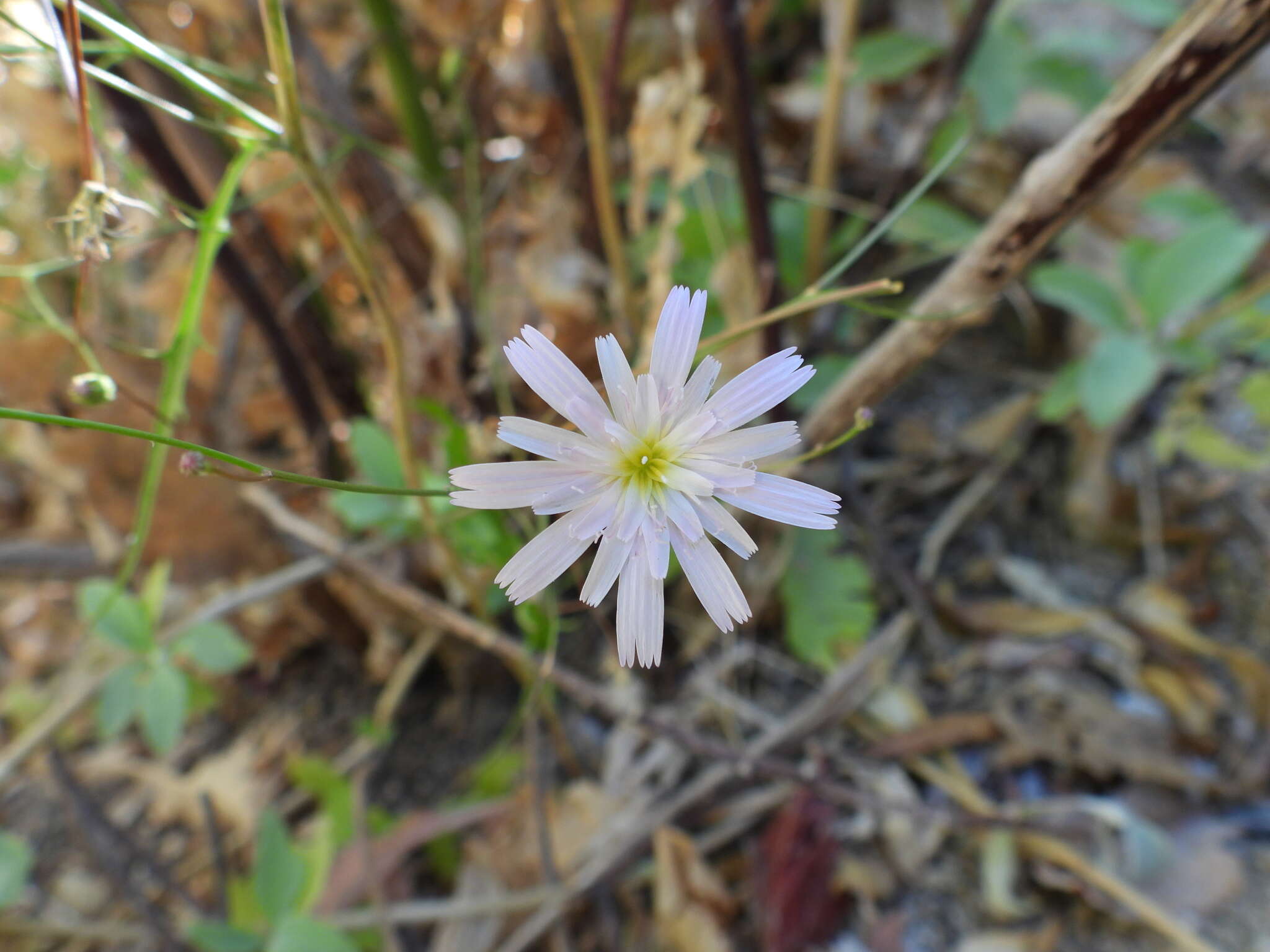 Image of Malacothrix xanti A. Gray