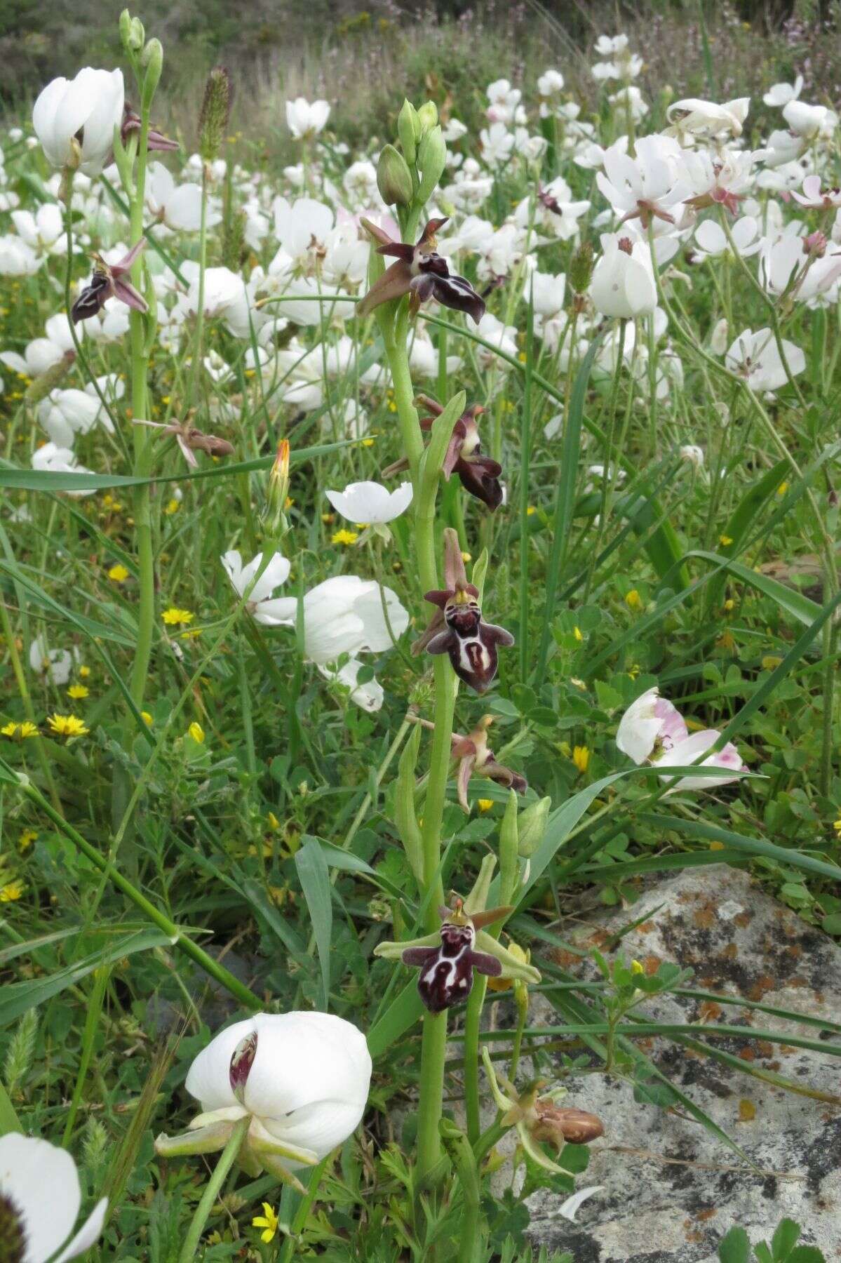 Image of Ophrys cretica (Vierh.) E. Nelson