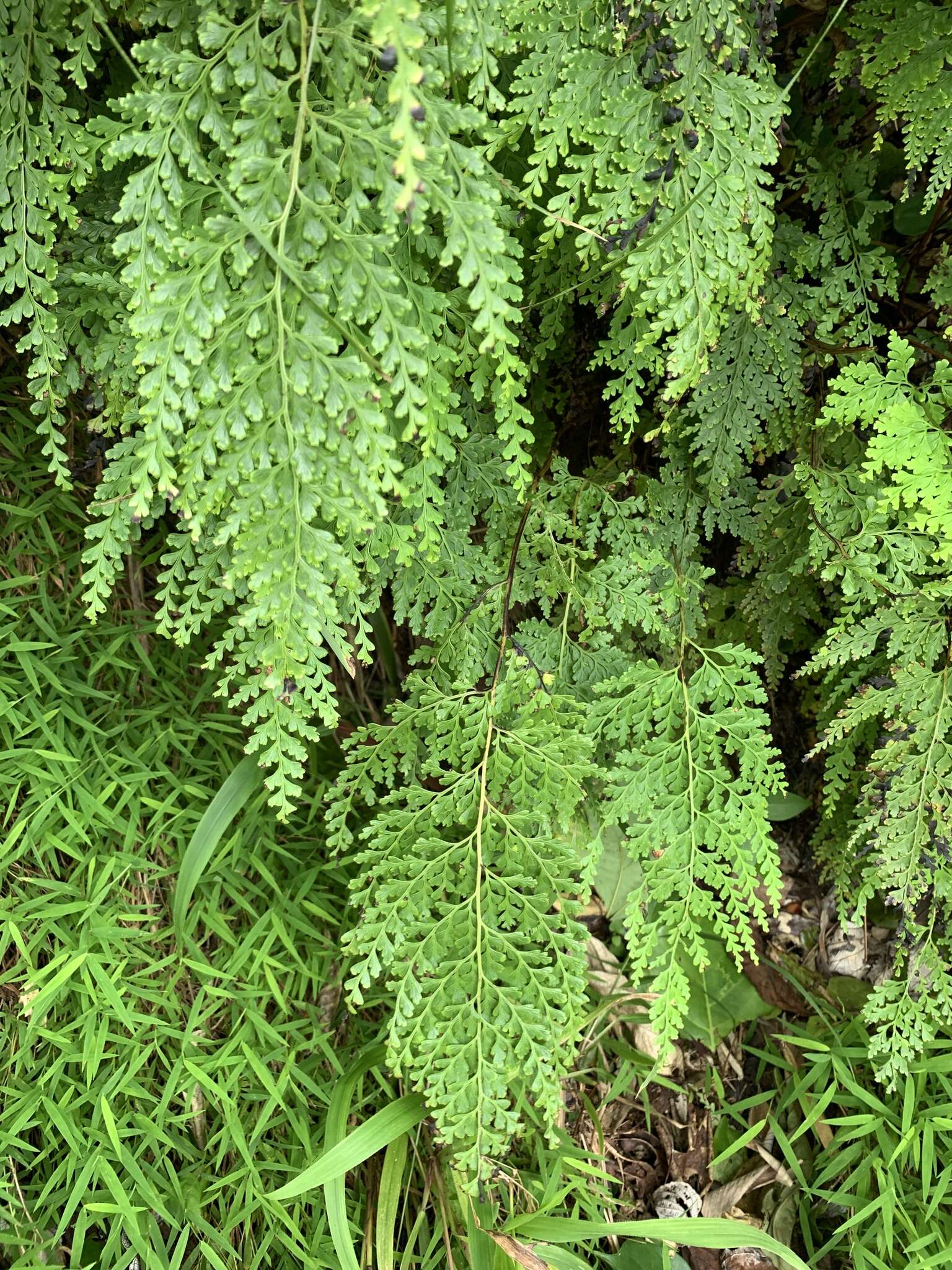 Image de Odontosoria biflora (Kaulf.) C. Chr.