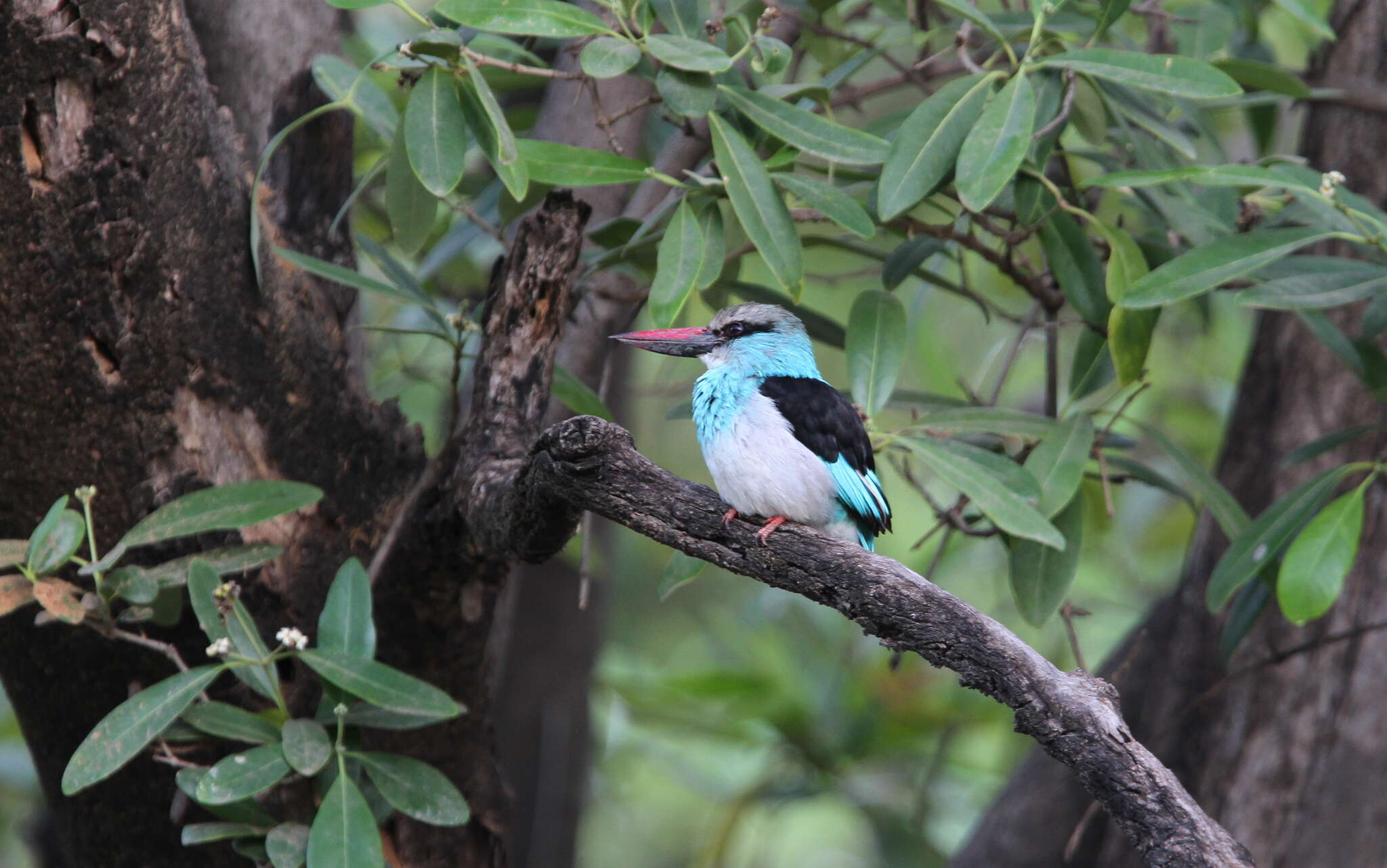 Image of Blue-breasted Kingfisher