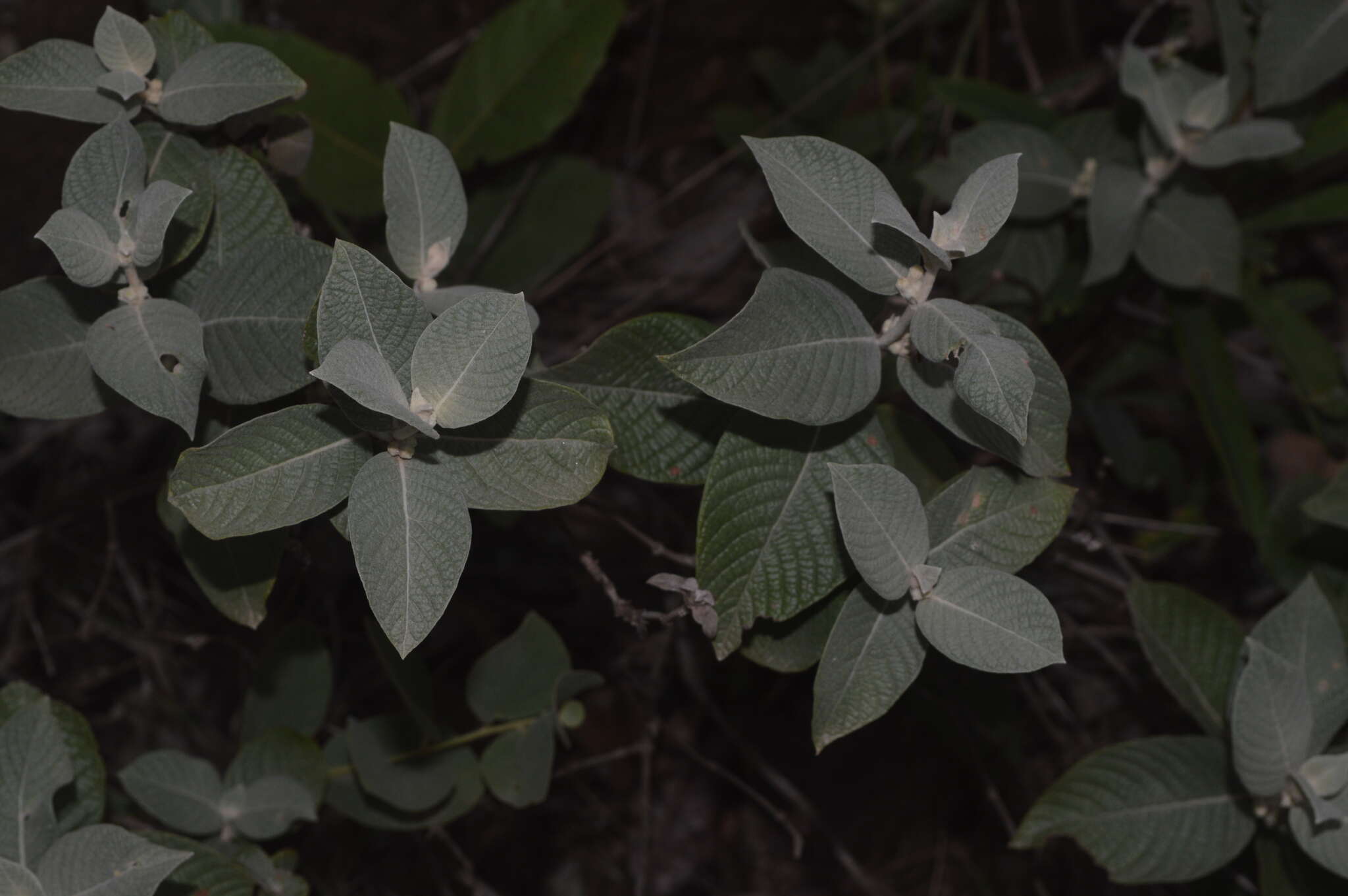 Image of Sabicea brasiliensis Wernham