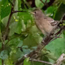 صورة Elaenia pelzelni Berlepsch 1907