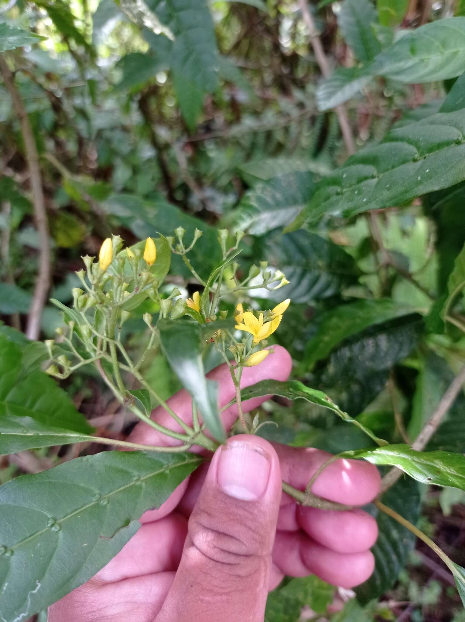 Image of Deppea grandiflora Schltdl.