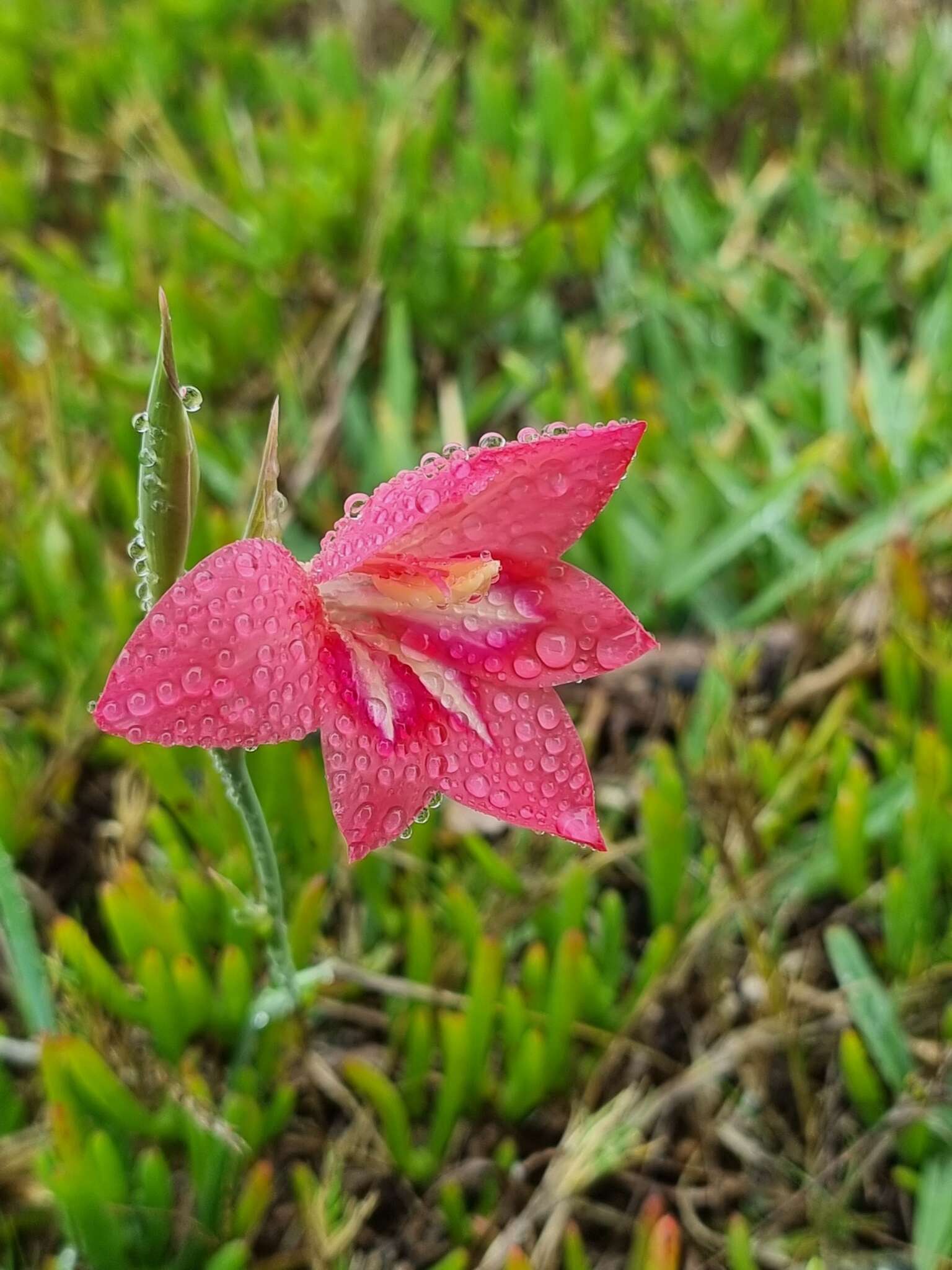 Gladiolus carmineus C. H. Wright resmi