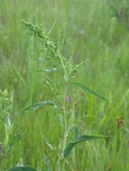 Image of Pacific Willow Dock