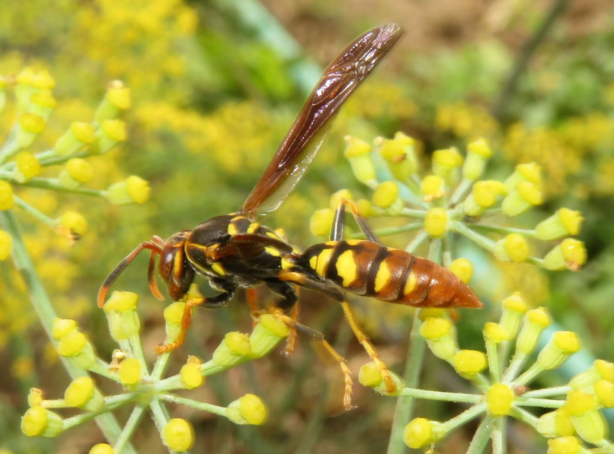 Image of Polistes weyrauchorum Willink 1964