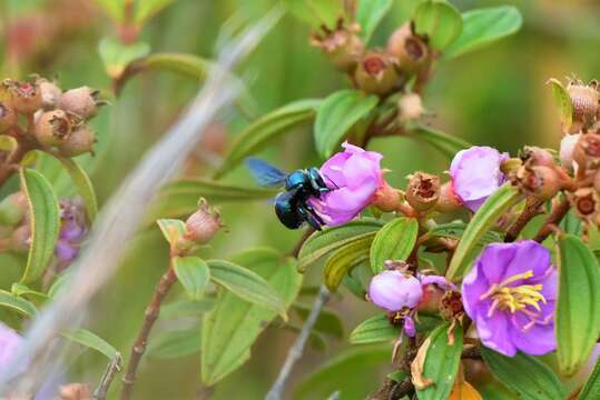 Image of Xylocopa bombylans (Fabricius 1775)