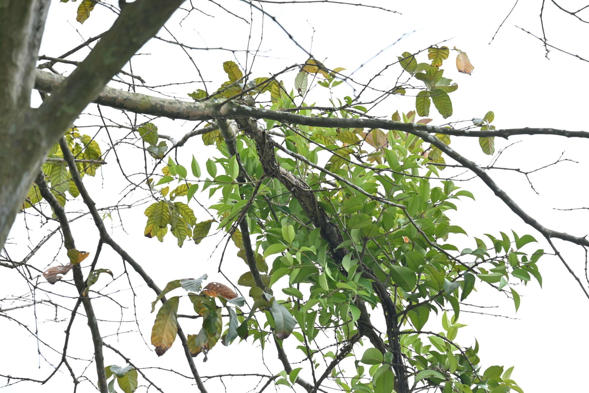 Слика од Macrosolen cochinchinensis (Lour.) van Tiegh.