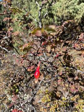 Image of Rosa sericea Lindl.