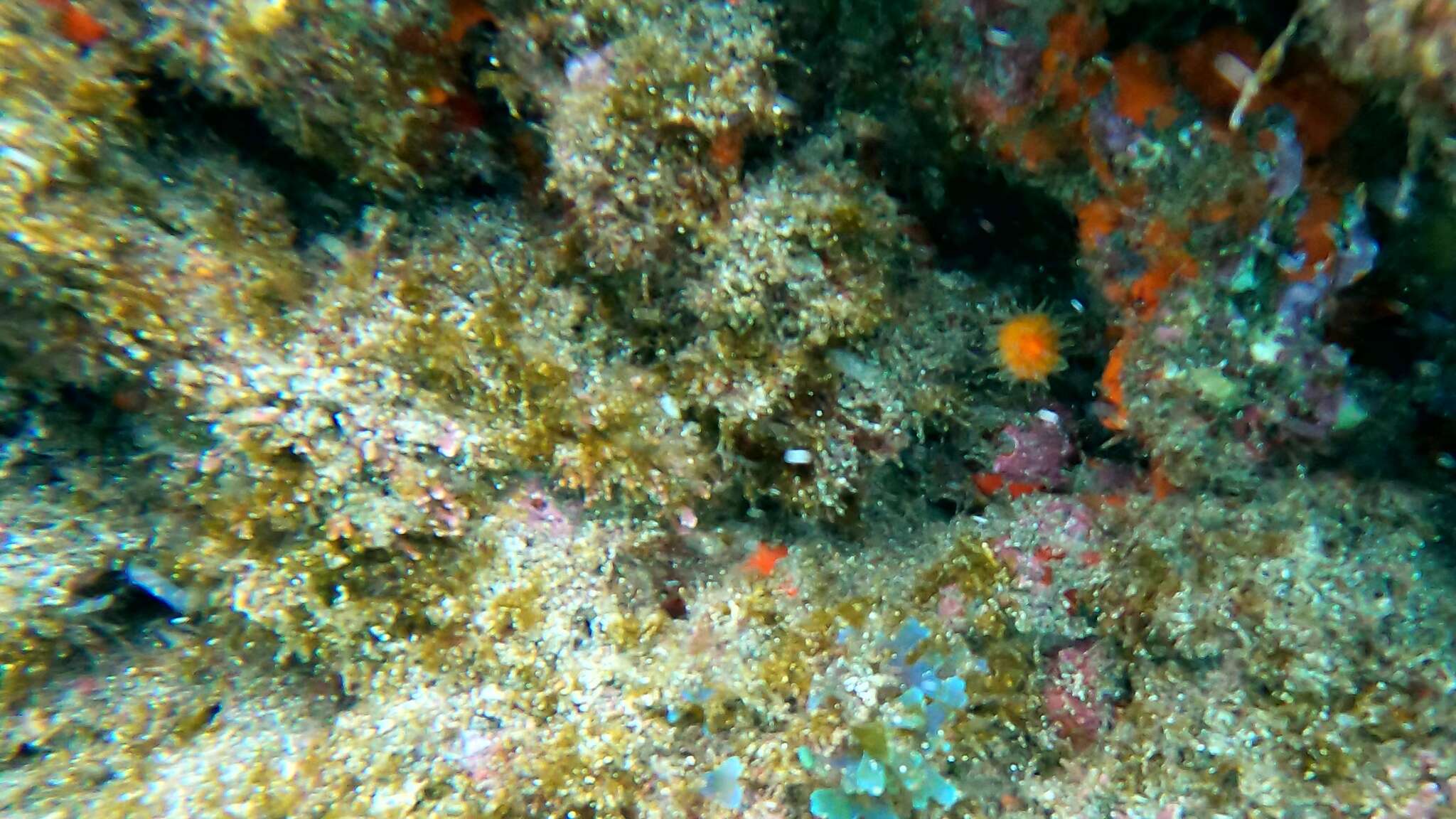 Image of Scarlet-and-gold Star Coral