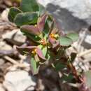 Image of Euphorbia aulacosperma Boiss.