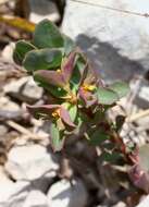 Image of Euphorbia aulacosperma Boiss.