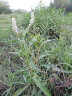 Image of field smartweed