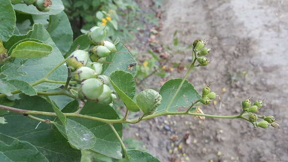 صورة Cordia lutea Lam.