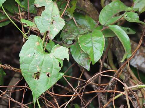 Image of Mikania natalensis DC.