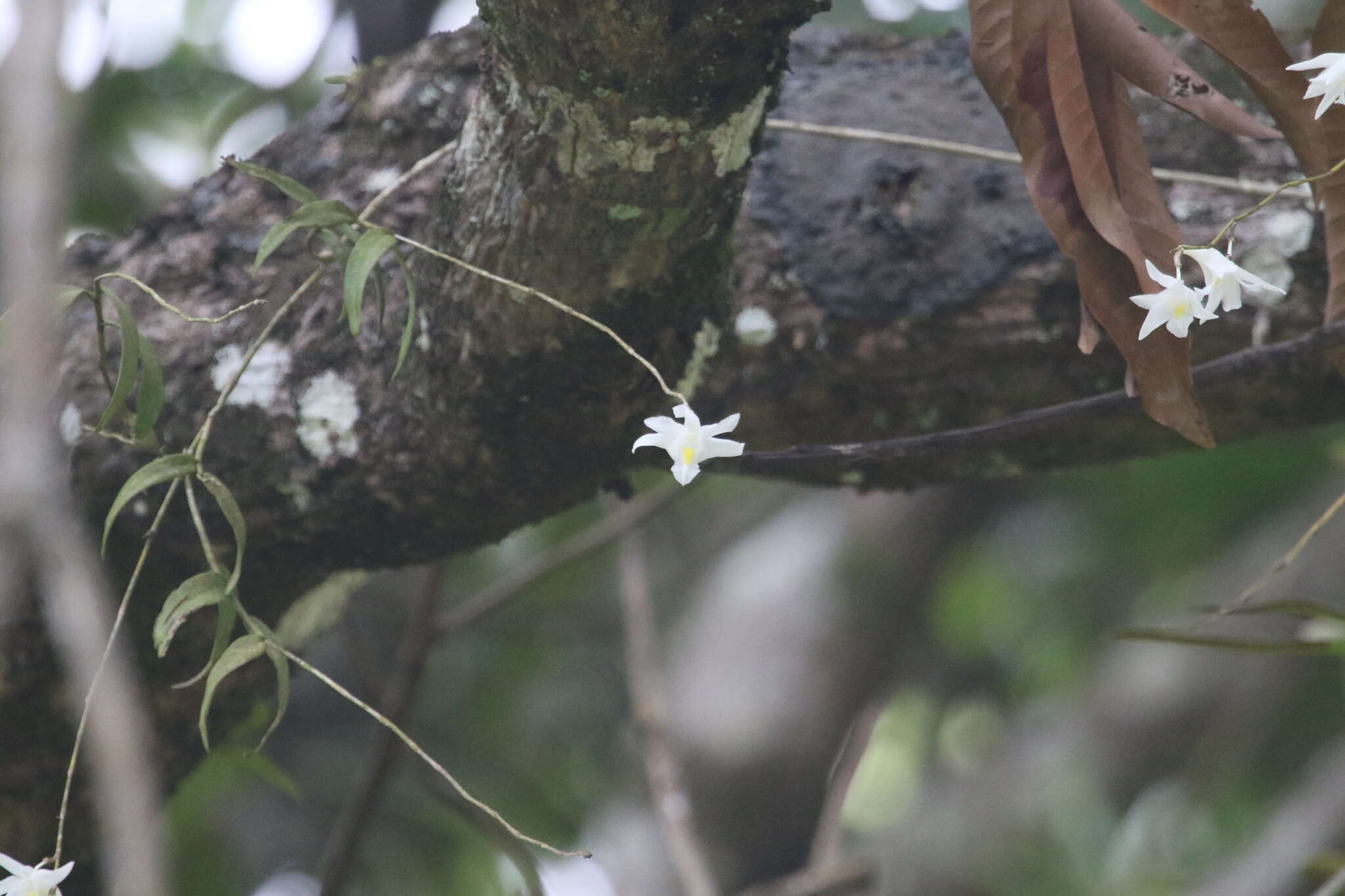 صورة Dendrobium crumenatum Sw.