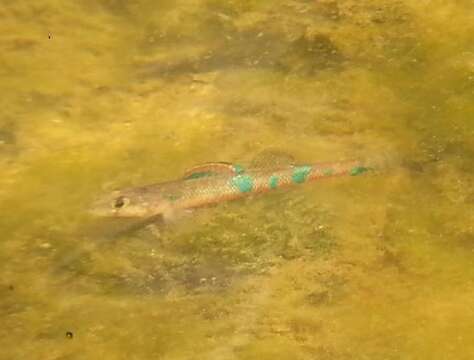 Image of Speckled Darter