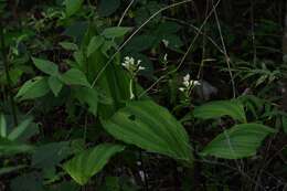 Image of Govenia alba A. Rich. & Galeotti