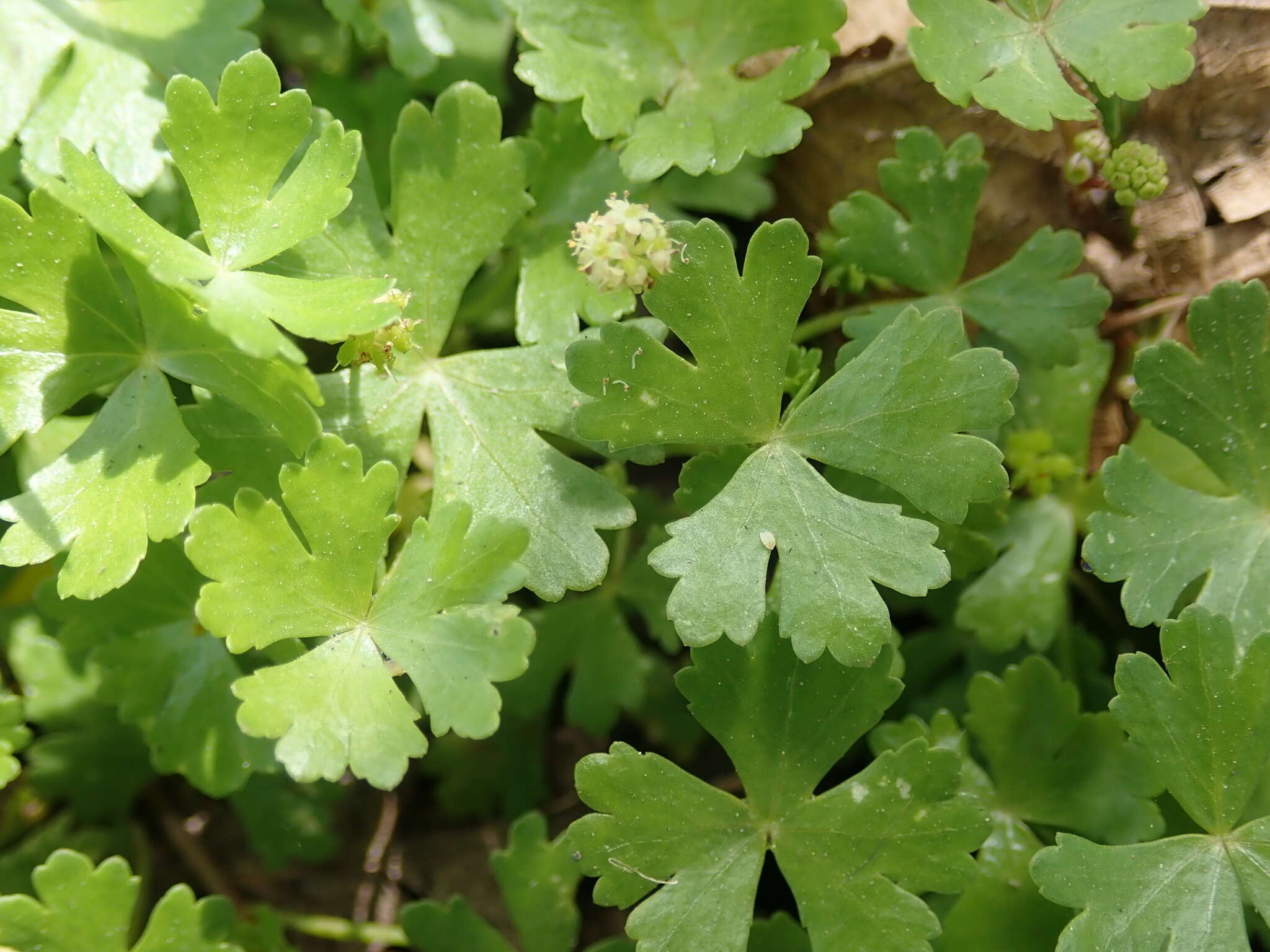 Imagem de Hydrocotyle batrachium Hance